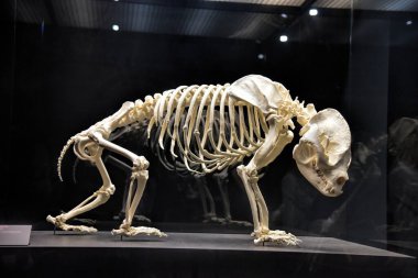 Münih, Almanya - 12.07.2024: Münih Müzesi Mensch und Natur: Münih Doğal Tarih Müzesi