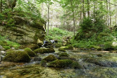 Kayalıklardaki yeşil ve yosun detaylarıyla kayalık nehrin vahşi halinin fotoğrafları..