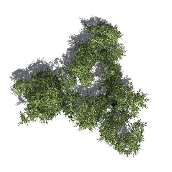 Acacia trees with shadow on the floor - isolated on white background - top view - use for architectural or garden design - 3D Illustration