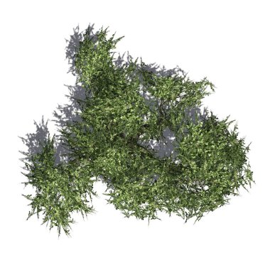 Acacia tree isolated on white background - top view - use for architectural or garden design - 3D Illustration