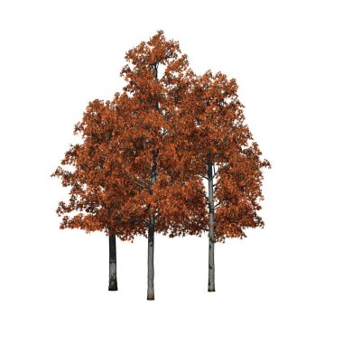 a group of Shingle Oak trees in autumn isolated on white background - 3D Illustration