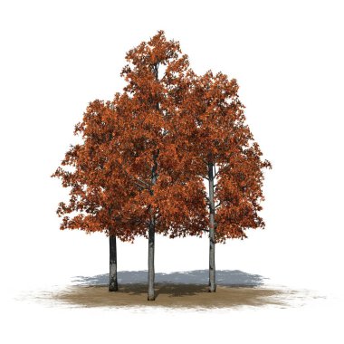 a group of Shingle Oak trees in autumn on sand area - isolated on white background - 3D Illustration