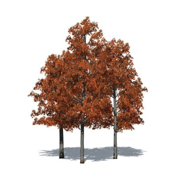 a group of Shingle Oak trees in autumn with shadow on the floor - isolated on white background - 3D Illustration