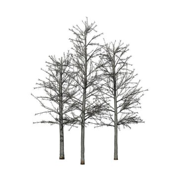a group of Shingle Oak trees in winter isolated on white background - 3D Illustration