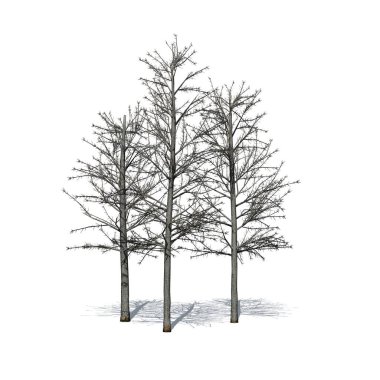 a group of Shingle Oak trees in winter with shadow on the floor - isolated on white background - 3D Illustration