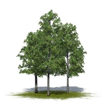 a group of Shingle Oak trees on green area with shadow on the floor - isolated on white background - 3D Illustration