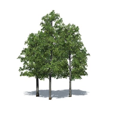 a group of Shingle Oak trees with shadow on the floor isolated on white background - 3D Illustration
