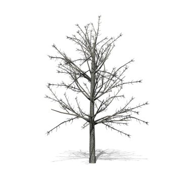 Shingle Oak tree in winter with shadow on the floor - isolated on white background - 3D Illustration