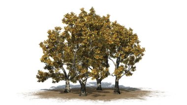 Londra düzlem ağaçları grubu - Platanus sonbaharda kumsalda yerde gölgeli - beyaz arka planda izole - 3D Görüntü