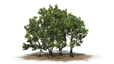 Londra düzleminde ağaçlar grubu - Platanus kumsalda ve yerde gölgeler - beyaz arka planda izole - 3D İllüstrasyon