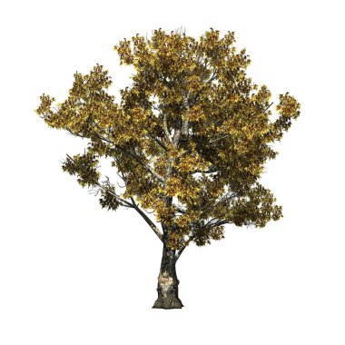 Londra Uçak Ağacı - Sonbaharda Platanus - beyaz arka planda izole - 3D İllüstrasyon