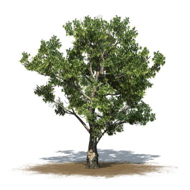 London Plane Tree - Platanus on sand area of ground with shadow on the white background - 3D Illustration