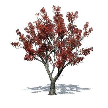 Sonbaharda kırmızı meşe ağacı, yerde gölgesi var - beyaz arka planda izole - 3D Görüntü