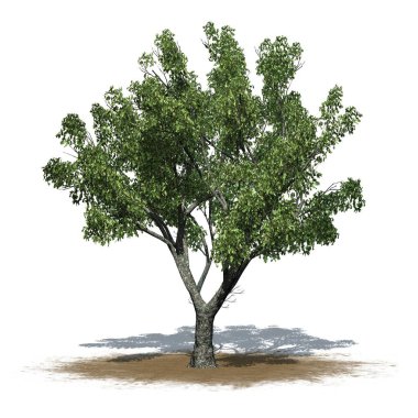 Kum bölgesinde kırmızı meşe ağacı. Yerde gölge var. Beyaz arka planda izole edilmiş.