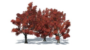 Sonbaharda bir grup Red Oak ağacı yerde gölgeli - beyaz arka planda izole - 3D İllüstrasyon