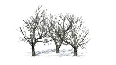 Kışın Red Oak ağaçlarından oluşan bir grup. Yerde gölgeler var. Beyaz arka planda izole edilmiş.