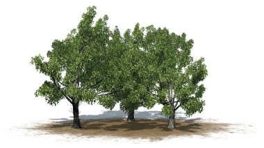 Kum bölgesindeki Red Oak ağaçlarından oluşan bir grup. Yerde gölgeler var. Beyaz arka planda izole edilmiş.