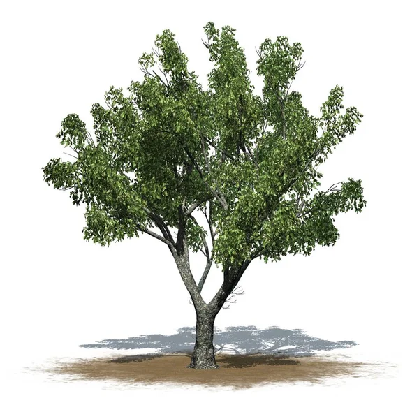 Kum bölgesinde kırmızı meşe ağacı. Yerde gölge var. Beyaz arka planda izole edilmiş.