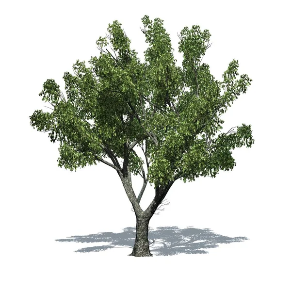Yerde gölgesi olan kırmızı meşe ağacı - beyaz arkaplanda izole - 3D Görüntü