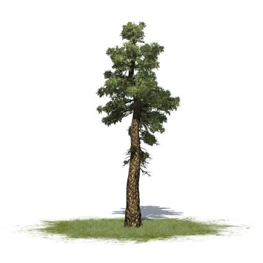 Douglas fidan ağacı çimlerin üzerinde, yerde gölgesi var - beyaz arka planda izole - 3D İllüstrasyon