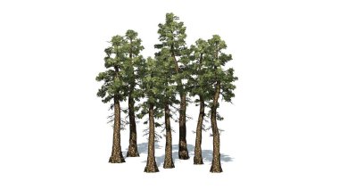 Douglas firavun ağaçlarından oluşan bir grup, beyaz arka planda izole edilmiş bir şekilde yerde gölgeleniyor.