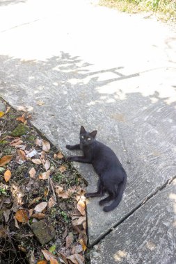 a black cat scratching on the road