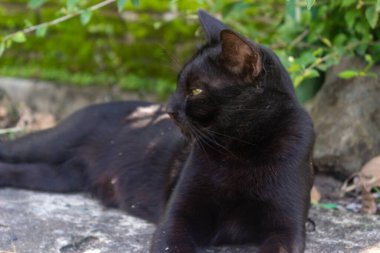 close up of a sleepy black cat on the ground