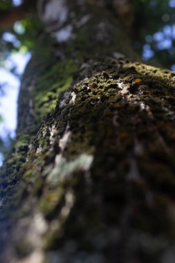 Düşen ağaç kütüğünü alçılayan yeşil yosun. Bokeh bulanıklaştırılmış arkaplan