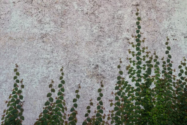 Dark overgrown castle white wall