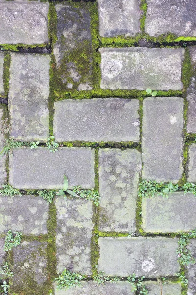 Texture of pedestrian pavement with moss in old town