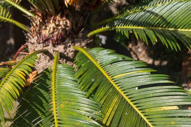 Cycas revoluta leaves in a sunny day