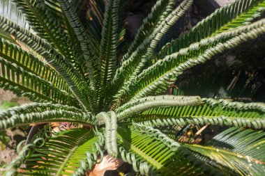 Cycas revoluta curled leaves in a sunny day