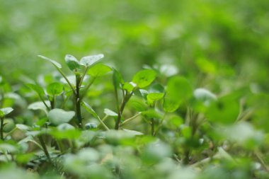Taze taze tereli salata ile su damlaları, su teresi mikroyeşillikleri yumuşak odak ile kapanır. Ev yapımı otlar. Sağlıklı besleyici süper gıda konsepti