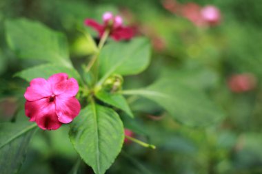 Meşgul Lizzie (Impatiens Walleriana) Bangkok, Tayland, Asya 'da Balsam, Sultana veya Impatiens olarak da bilinir.