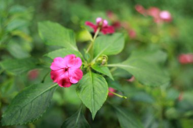 Meşgul Lizzie (Impatiens Walleriana) Bangkok, Tayland, Asya 'da Balsam, Sultana veya Impatiens olarak da bilinir.