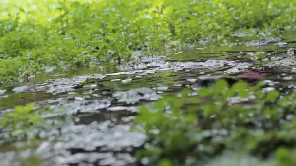 Berro Agua Prosperando Río Naturaleza — Vídeo de stock