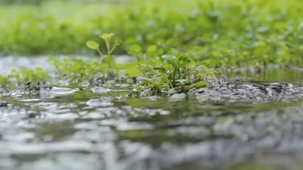 Watercress Thriving River Wild — Stock Video