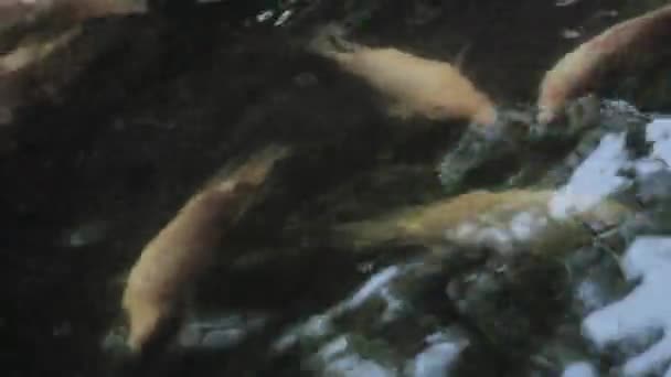 水泳中の池に 金魚が集まって — ストック動画