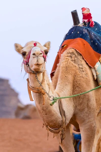 Kameel Met Zadel Jordanië Woestijn Wadi Rum Close Portret — Stockfoto