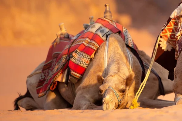 Wielbłąd Leżący Pustynnym Piasku Wadi Rum Jordania — Zdjęcie stockowe