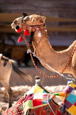 Petra, Ürdün 'deki kırmızı kayaların altında yakın plan deve portresi