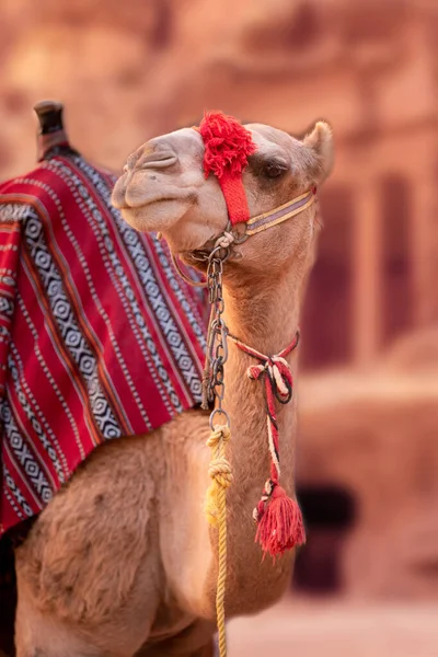 Camel Close Portret Onder Rode Rotsen Petra Jordanië — Stockfoto