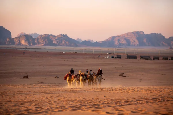 Jordanien Wadi Rum November 2022 Karawane Von Kamelen Mit Tauchern — Stockfoto