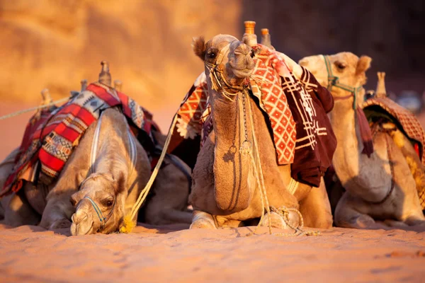Wielbłądy Leżące Pustynnym Piasku Wadi Rum Jordania — Zdjęcie stockowe