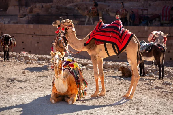 Καμήλες Γκρο Πλαν Πορτρέτο Κάτω Από Κόκκινα Βράχια Στην Πέτρα — Φωτογραφία Αρχείου