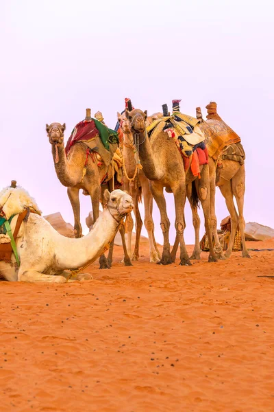 Kameler Med Sadel Stående Jordanöknen Wadi Rum — Stockfoto