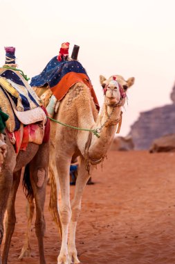 Ürdün çölünde duran eyerli deve Wadi Rum, yakın plan portresi.