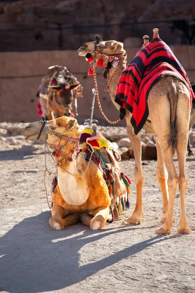 约旦佩特拉红岩下的骆驼特写 — 图库照片