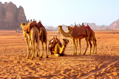 Jordan, deve kervanı muhteşem Wadi Rum çölünde dinleniyor, Ay Vadisi 'nde. Kum taşı kaya manzarası