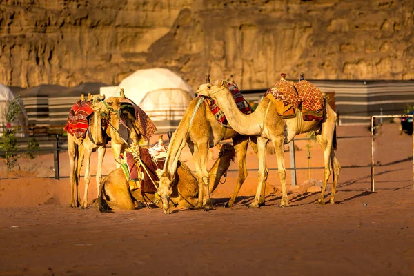 Ιορδανία Καμήλες Τροχόσπιτο Στηρίζεται Μαγευτική Έρημο Wadi Rum Κοιλάδα Του — Φωτογραφία Αρχείου